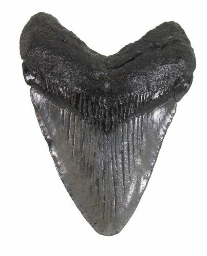 Juvenile Megalodon Tooth - South Carolina #48869